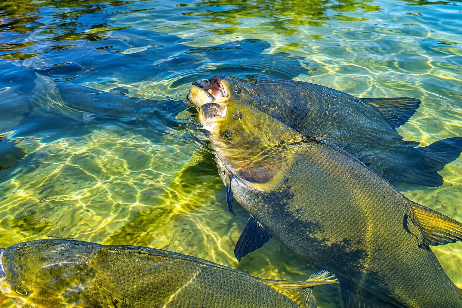 Tambaquis na superfície das águas cristalinas da Lagoa dos Tambaquis, Paraíso dos Tambaquis em Estância, Sergipe